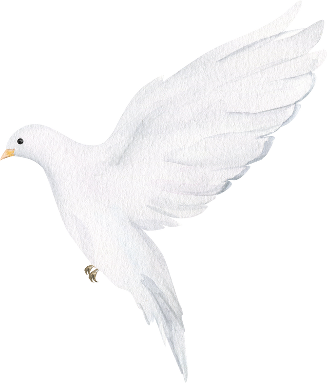 Watercolor dove